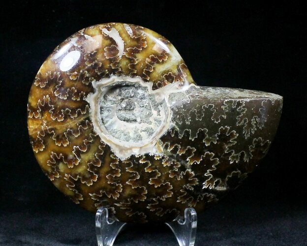 Cleoniceras Ammonite Fossil - Madagascar #20444